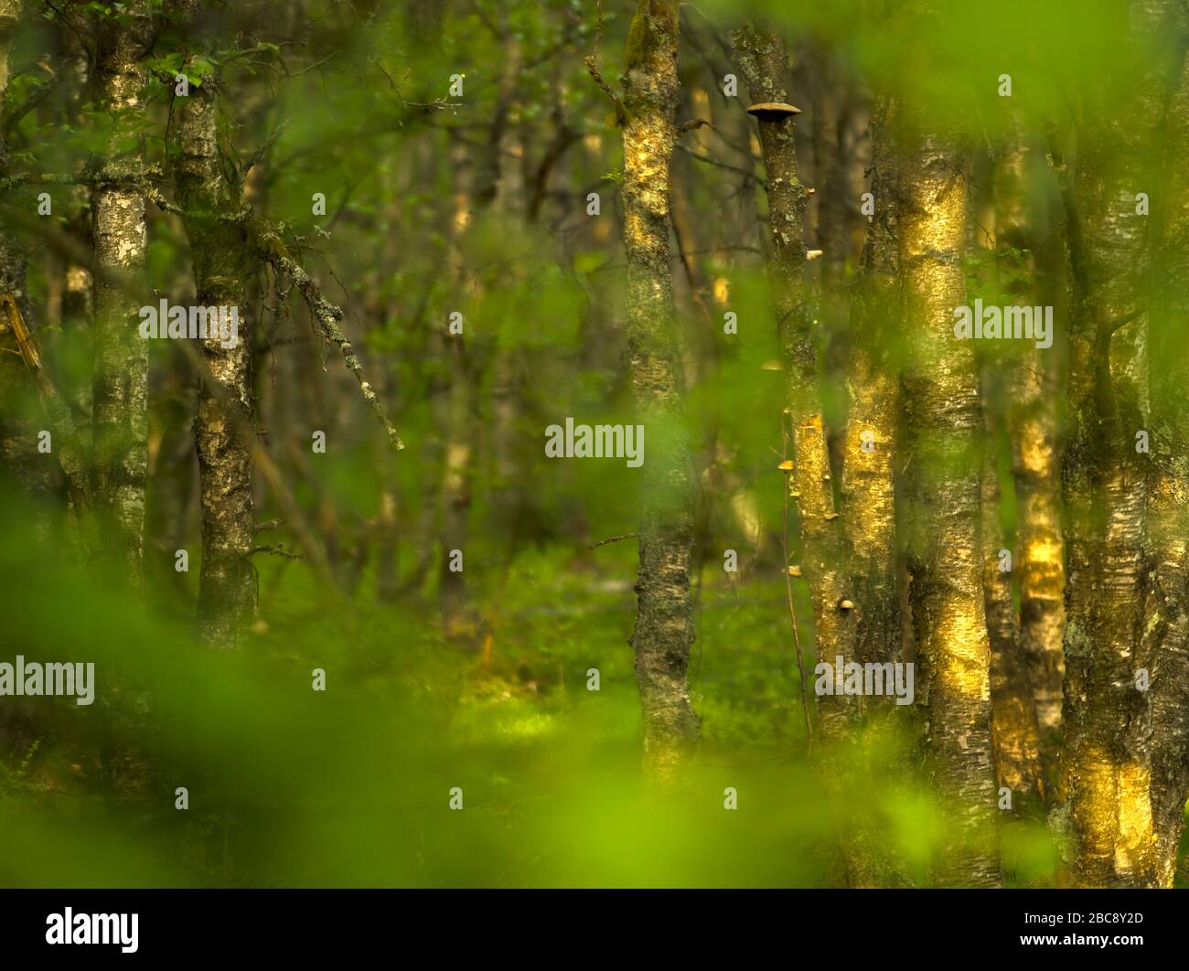 Europa, Deutschland, Hessen, UNESCO-Biosphärenreservat Rhön, Rotes Moor-Naturreservat bei Gersfeld, Karpatenbirken im Frühjahr, Lichtstimmung Stockfoto