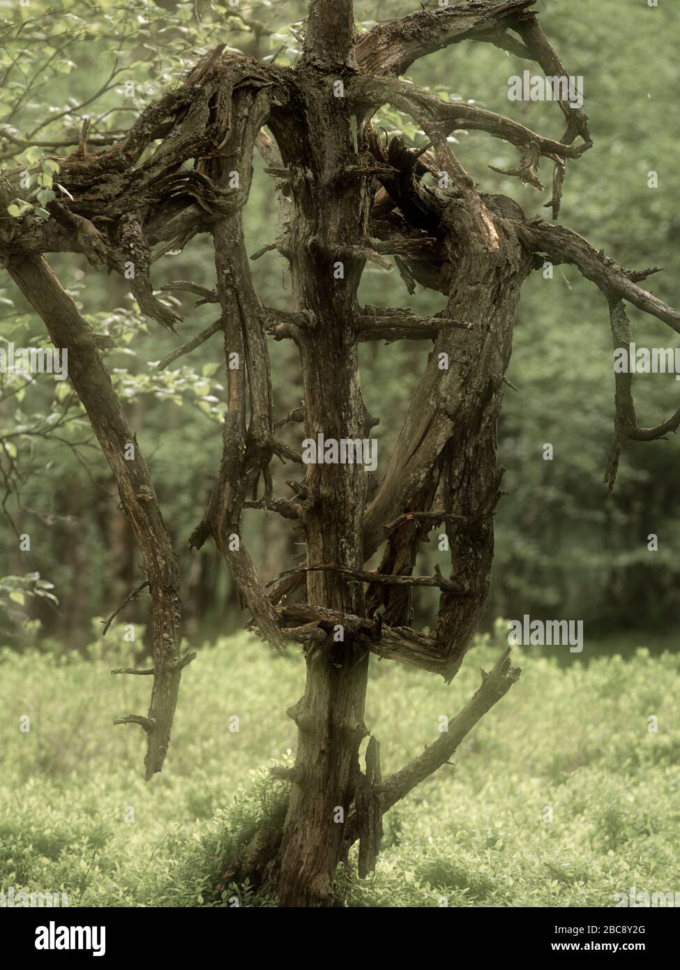 Europa, Deutschland, Hessen, UNESCO-Biosphärenreservat Rhön, Naturschutzgebiet Rotes Moore bei Gersfeld, Skelett einer Moorkiefer Stockfoto