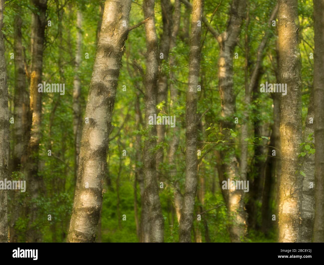 Europa, Deutschland, Hessen, UNESCO-Biosphärenreservat Rhön, Rotes Moor-Naturreservat bei Gersfeld, Karpatenbirken im Frühjahr, Lichtstimmung Stockfoto