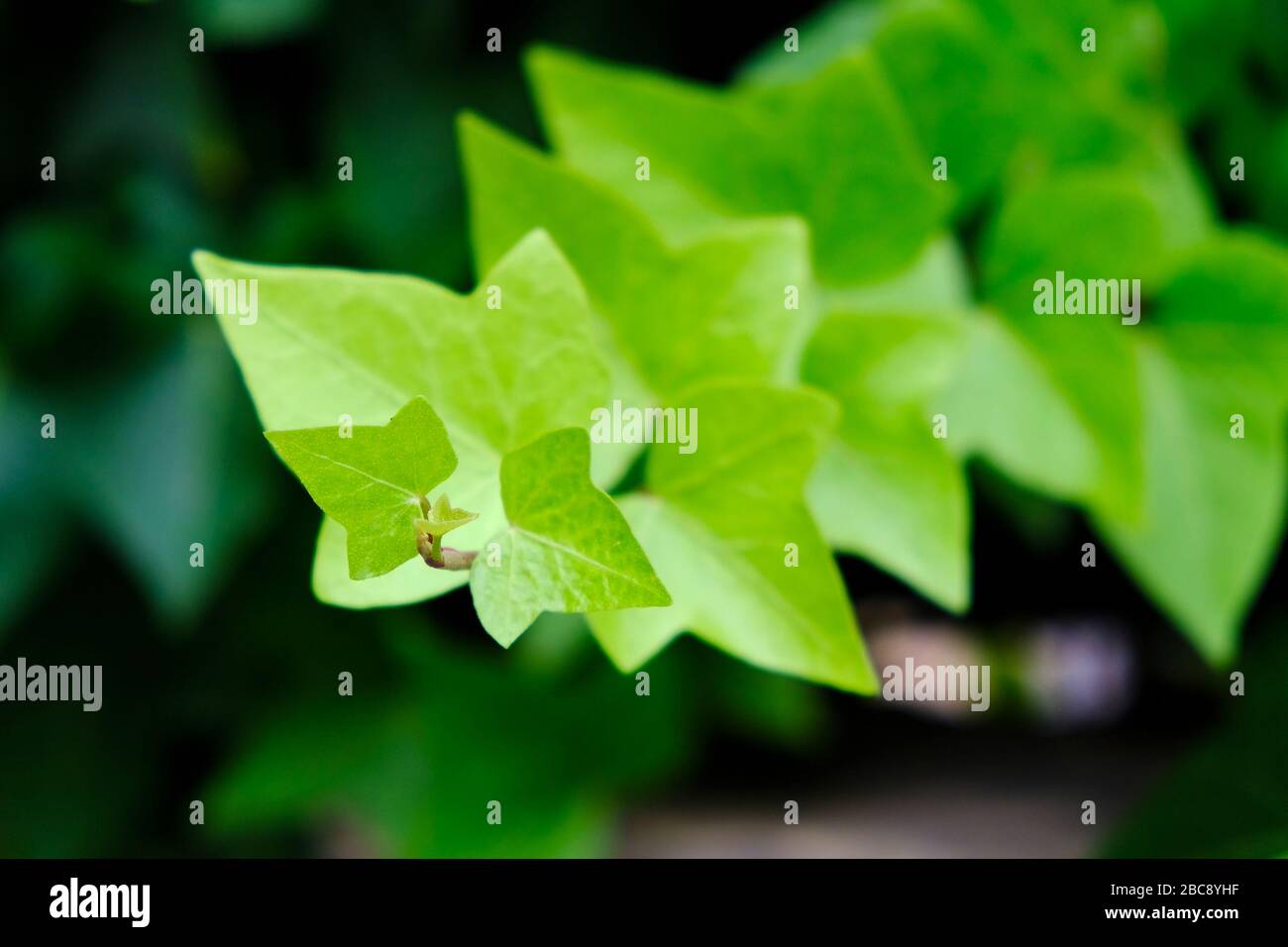 Junge leuchtend frische grüne Ivy-Blätter. Stockfoto