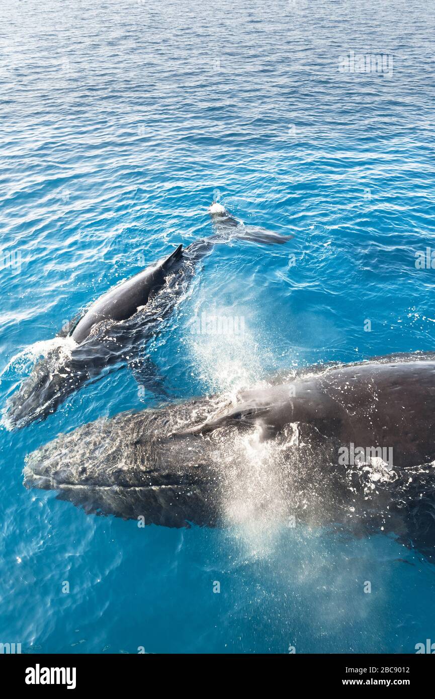 Buckelwale, Mutter und Kalb (Megaptera novaeangliae), Hervey Bay, Queensland, Australien Stockfoto