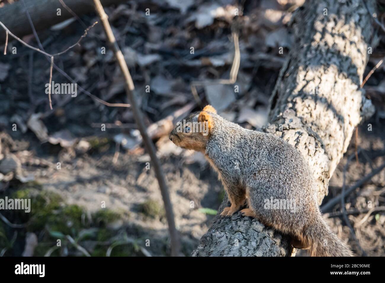 Fox Squirrel auf Log in Springtime Stockfoto