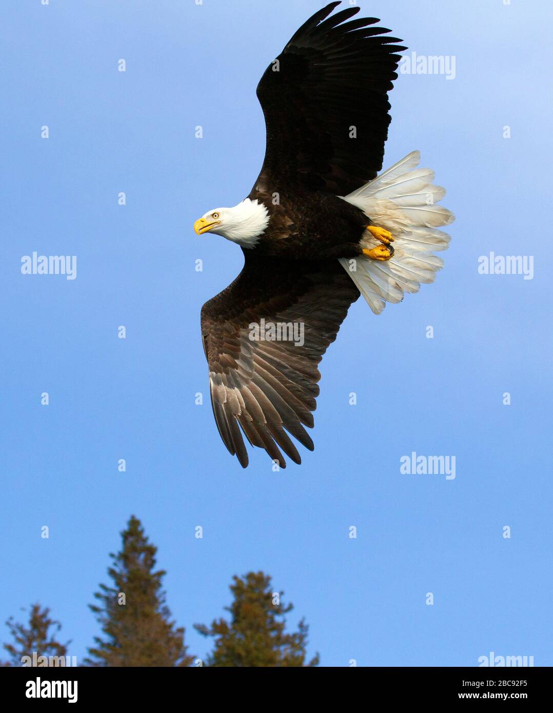Glatze Eagle Erwachsene im vertikalen Flugformat Stockfoto
