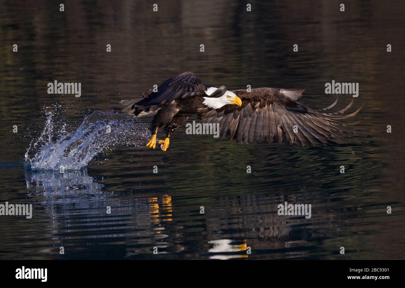 Glatze Eagle Adult kurz nach dem Fischaufschlag mit Splash Behind Stockfoto