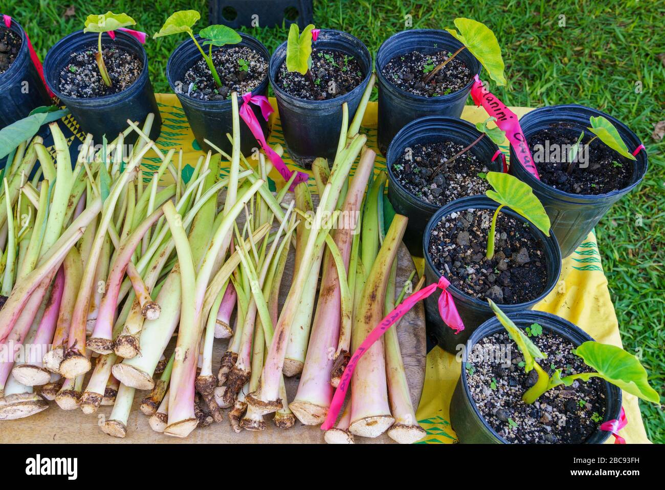 Taro- oder Kalo-Pflanzensorten und -Triebe zum Pflanzen auf Hawaii Stockfoto