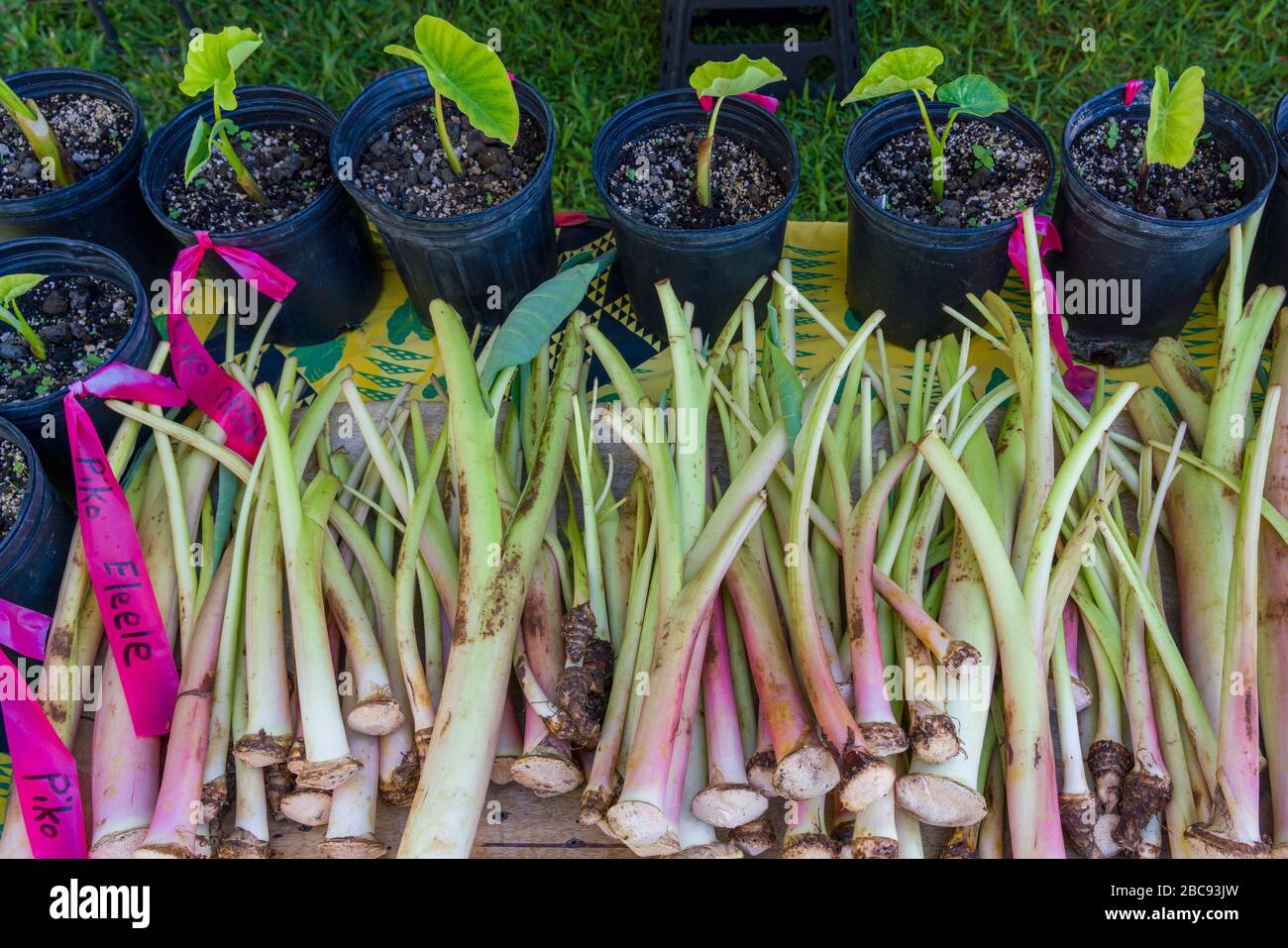 Taro- oder Kalo-Pflanzensorten und -Triebe zum Pflanzen auf Hawaii Stockfoto
