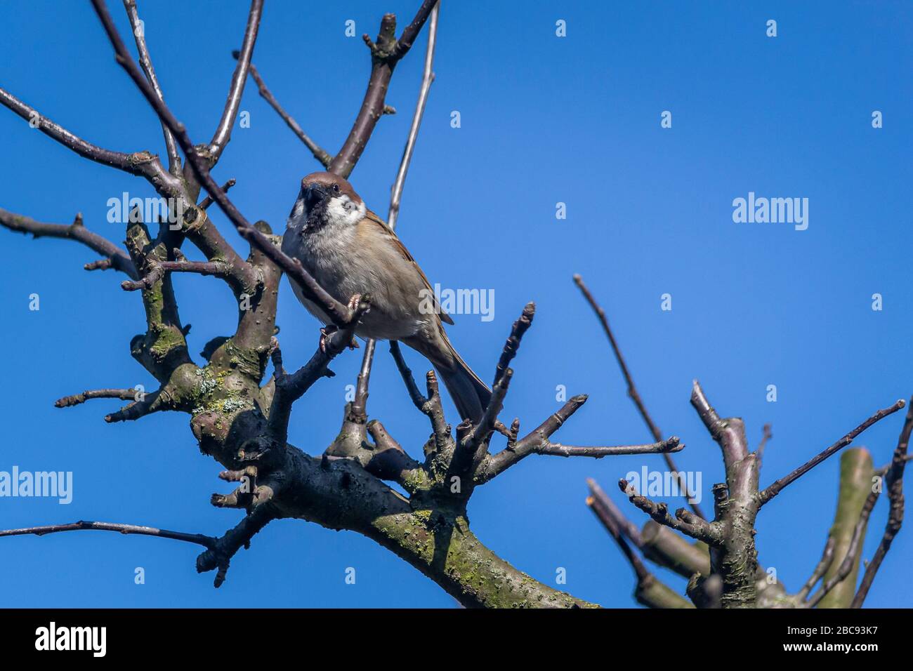 Hauspfeil, Sparren - eine Art kleiner Vogel, der aus der Sparrenfamilie stammt und in Europa, Asien und Nordafrikas lebt. Stockfoto