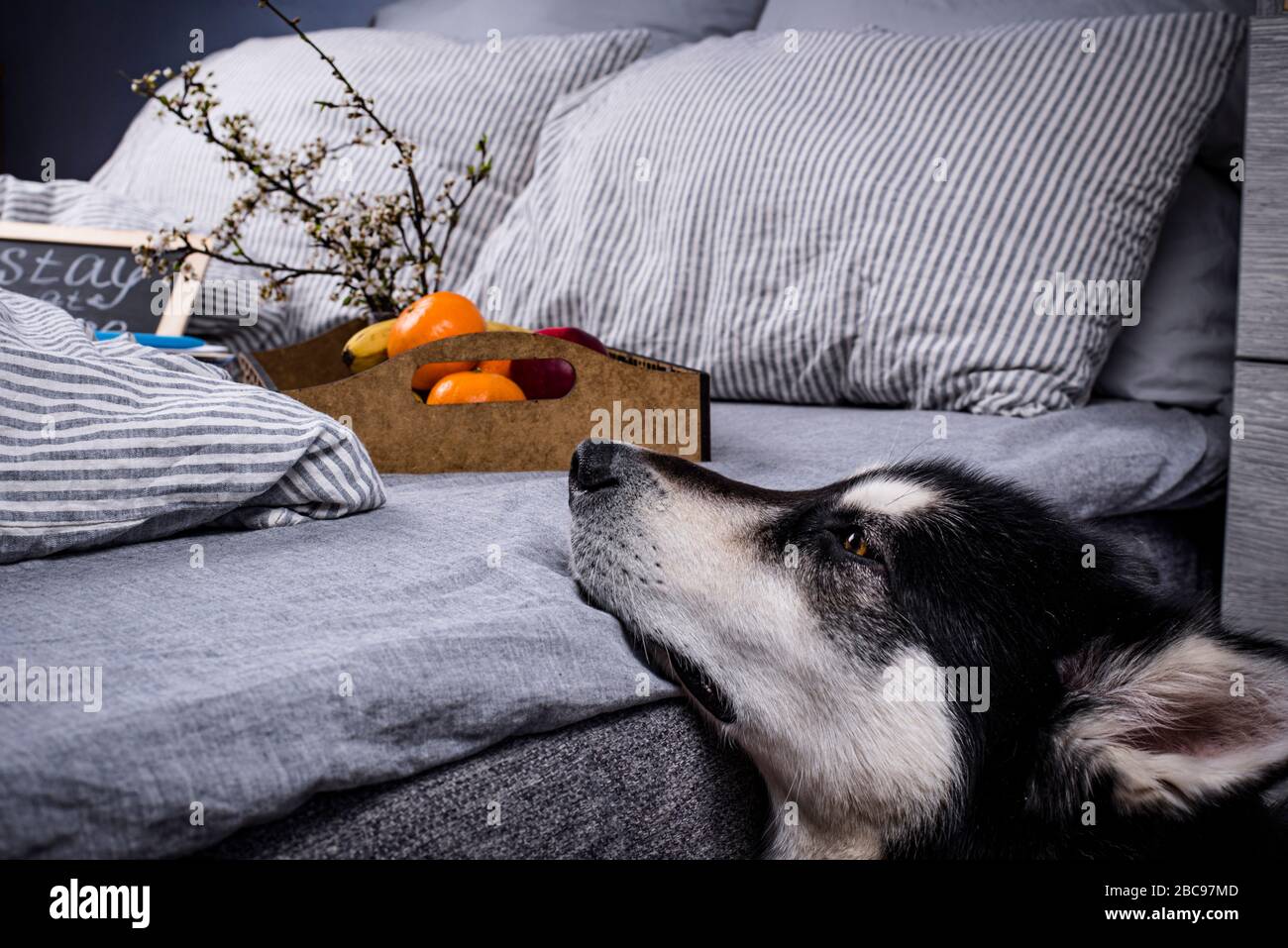 Alaskan malamute Hund in der Nähe des Bettes Stockfoto