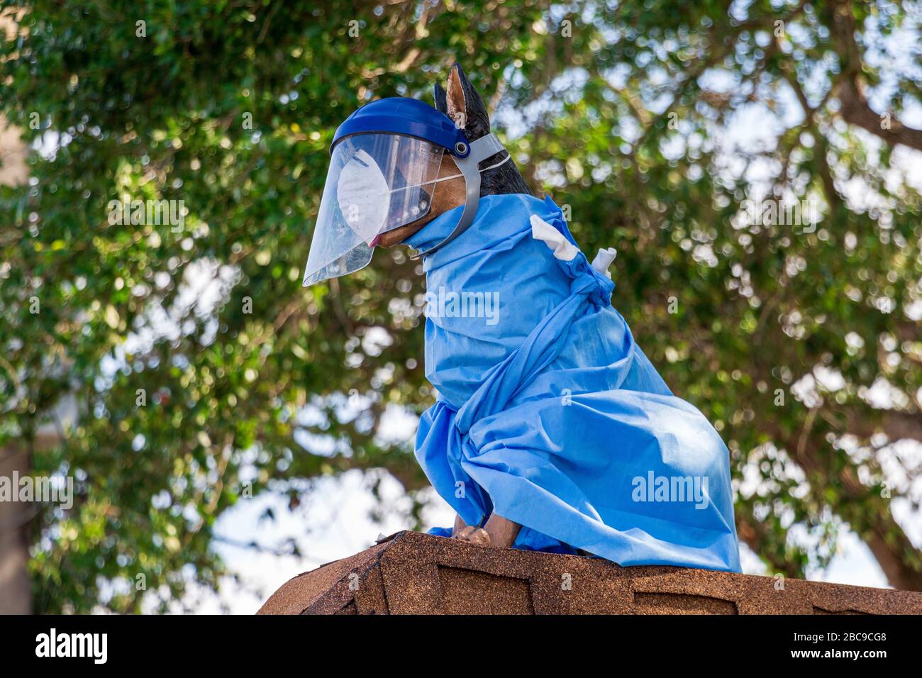 Statue eines Hundes mit Gesichtsmaske, Schild und chirurgischem Gown außerhalb eines Tierarztkrankenhauses, während des COVID-19-Ausbruchs - Davie, Florida, USA Stockfoto