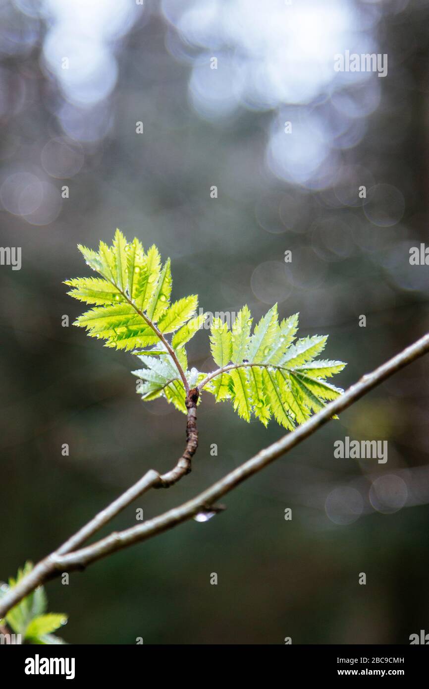 Wald, Detail, Zweig, Blätter, Stockfoto