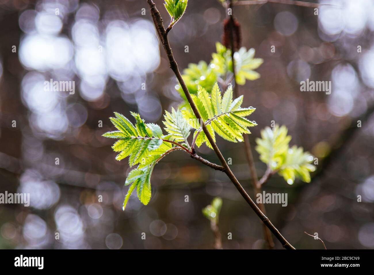 Wald, Detail, Zweig, Blätter, Stockfoto