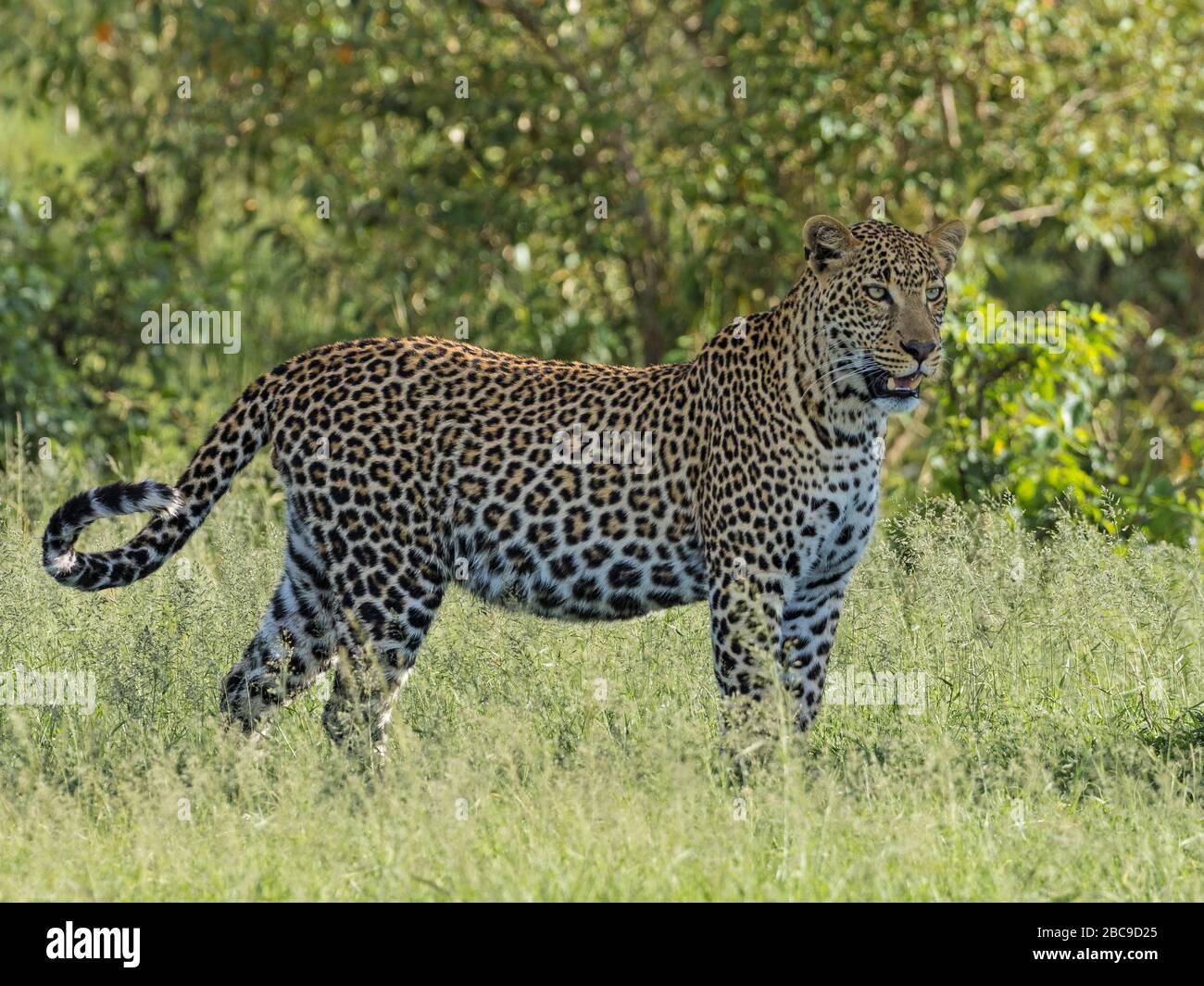 Erwachsene Leopardin (Panthera pardus) im Morgenlicht, Maasai Mara National Reserve, Kenia Stockfoto