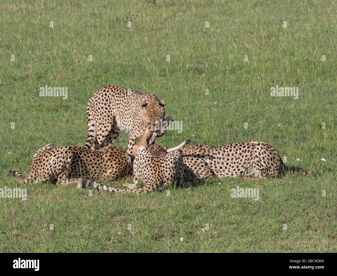 Gruppe von männlichen Cheetah (Acinonyx jubatus) mit einem Topi-Kalb (Damaliscus lunatus), Maasai Mara National Reserve, Kenia Stockfoto