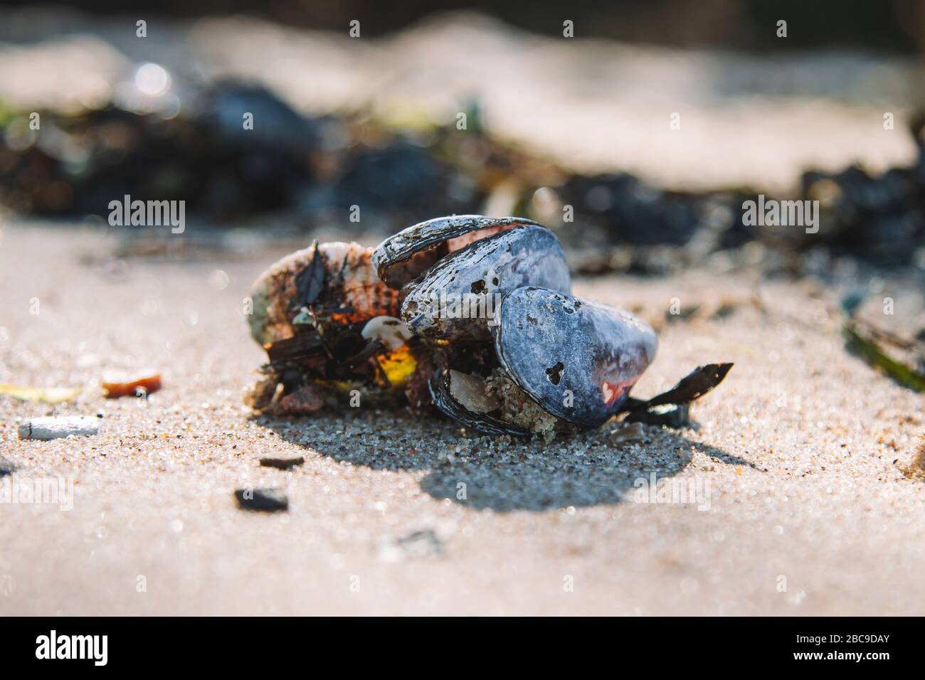 Muscheln, Seegras, Strand, Naturschutzgebiet der Halbinsel Holnis, Schleswig-Holstein. Stockfoto