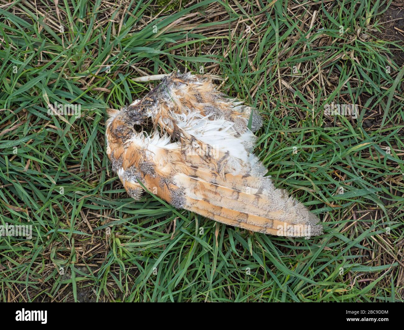 Flügel einer vordatierten Barn Owl (Tyto alba), Cambridgeshire, England Stockfoto