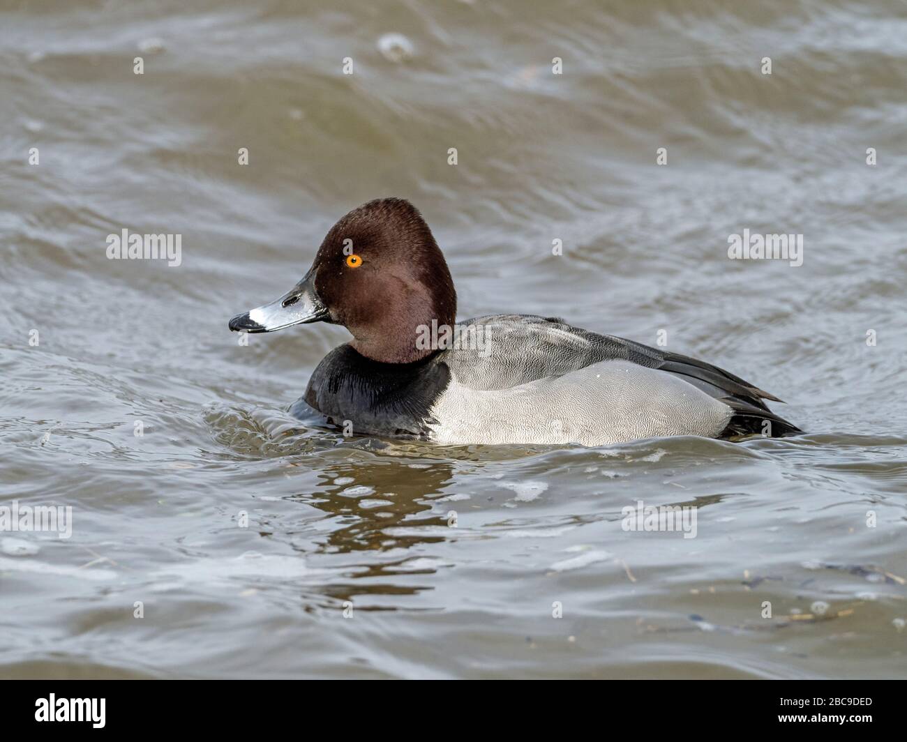 Männlich Aythya Hybrid (Common Pochard x Tufted Duck), Ouse Washes, Welney, Norfolk, England Stockfoto