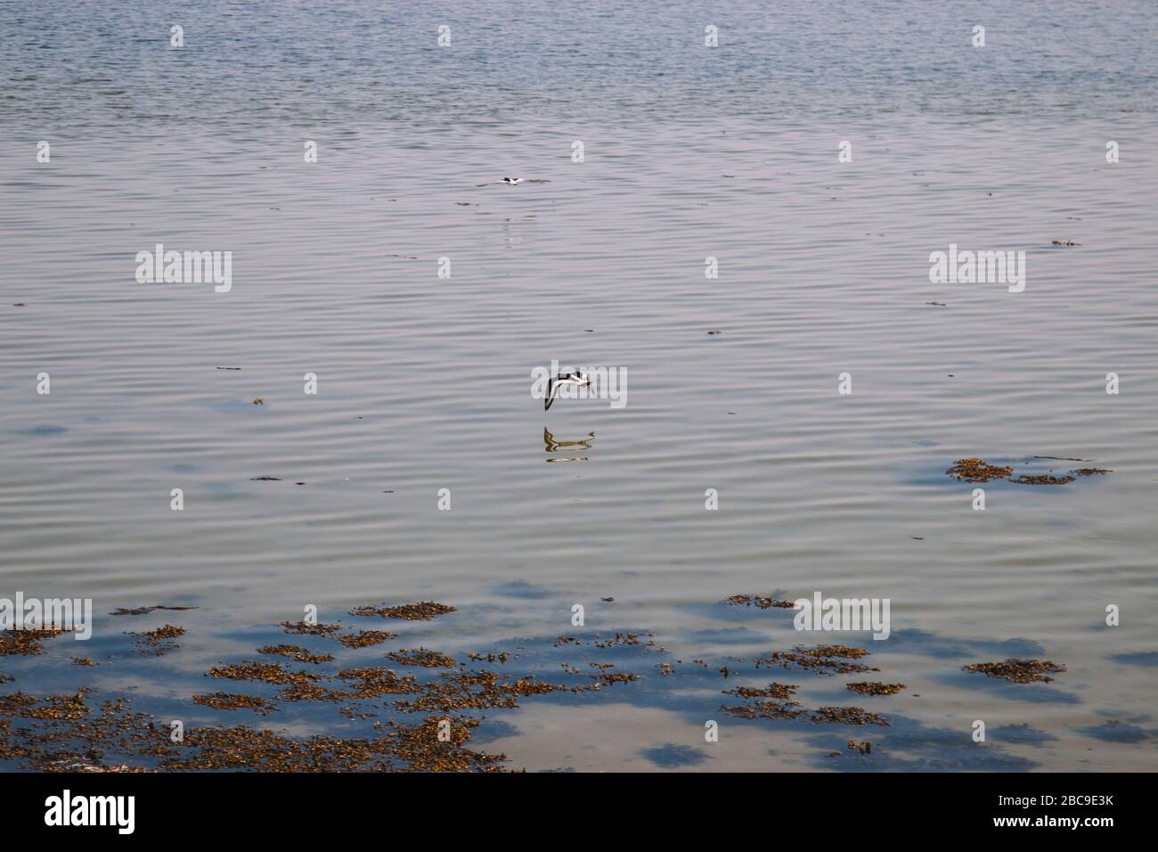Maasholm Bad, Ostsee, Unschärfe Stockfoto