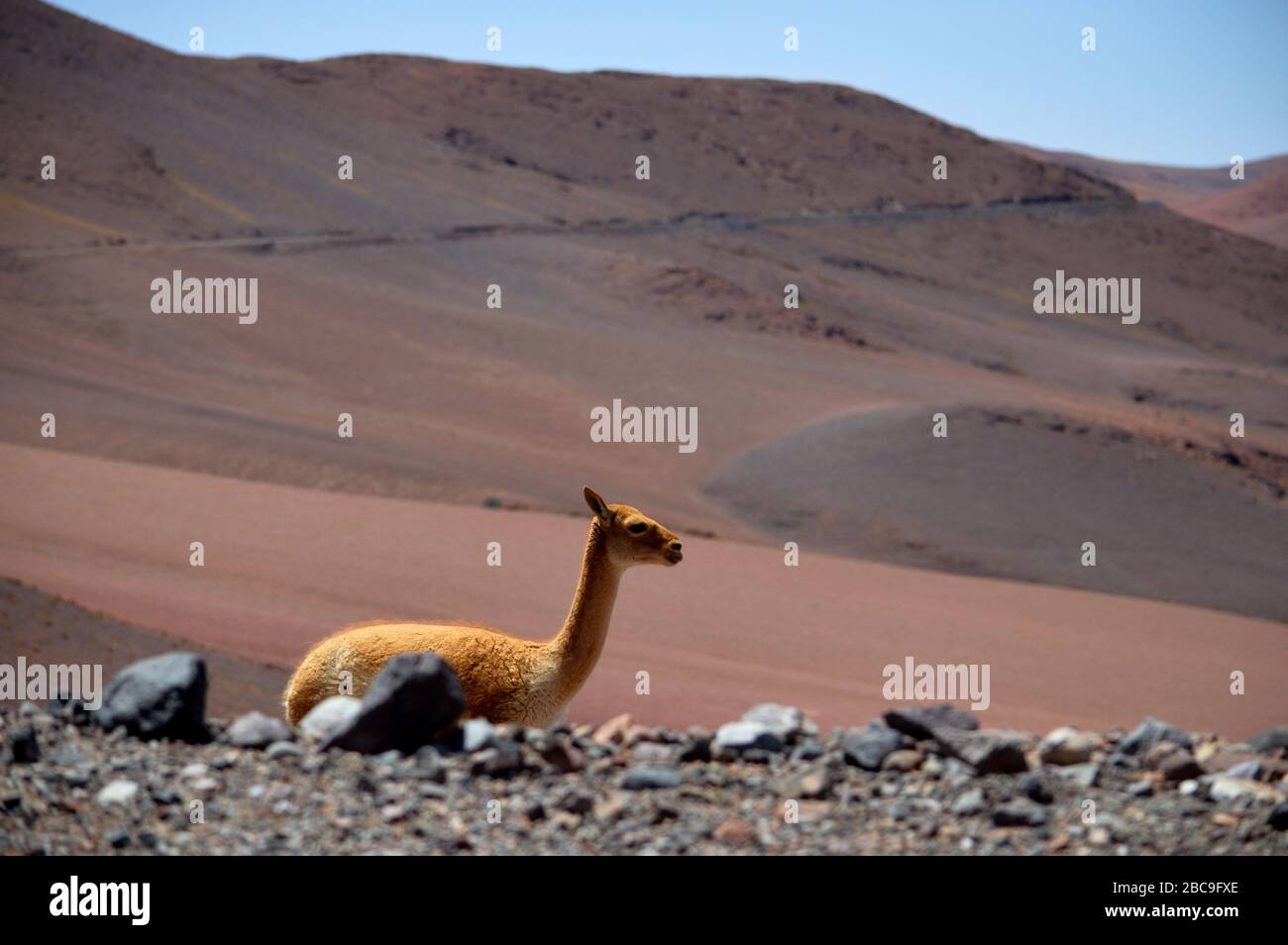 Schöne vicuña auf der Seite der Straße, La Casualidad, Salta, Argentinien. Stockfoto