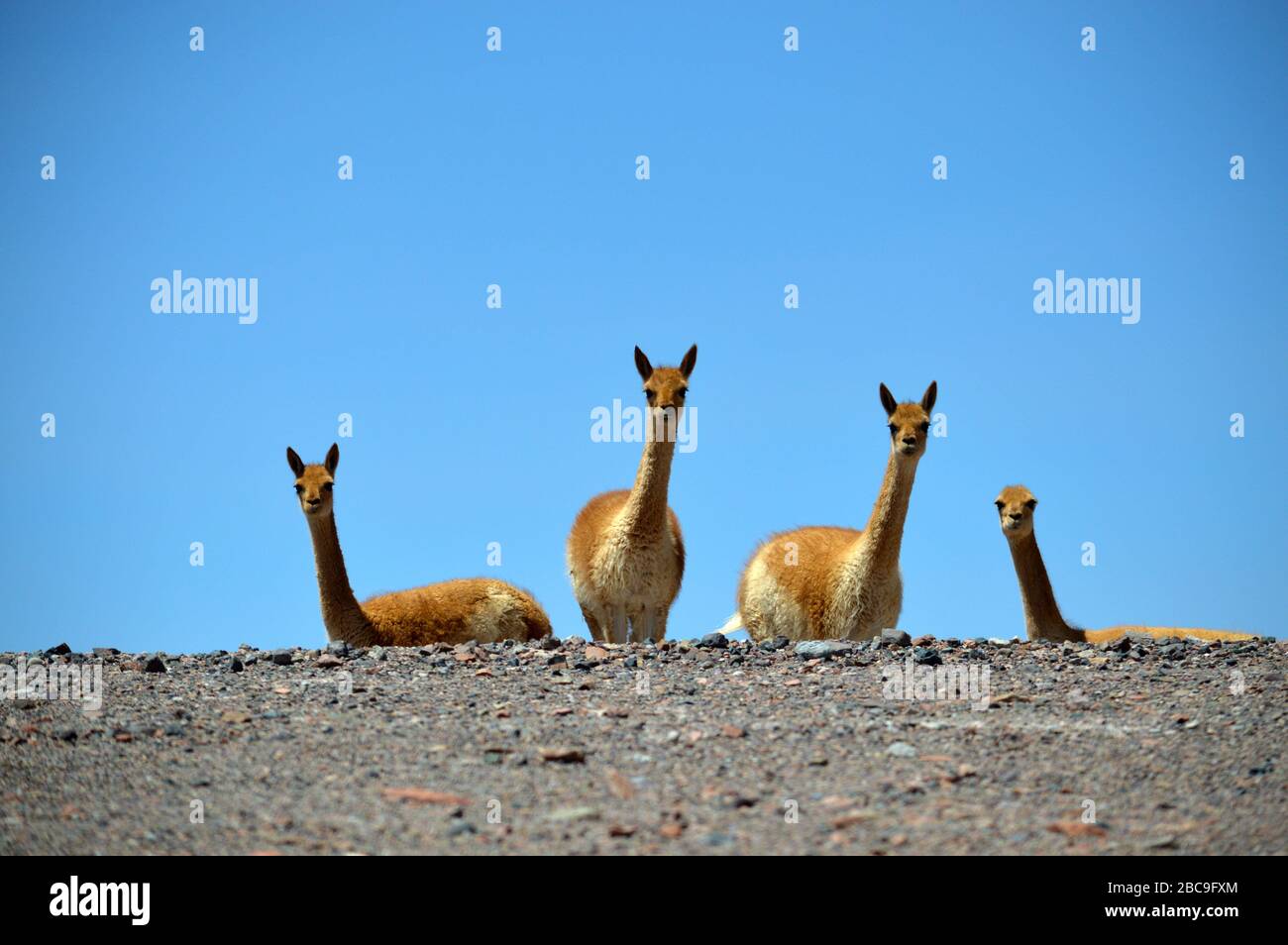 Schöne vicuñas auf der Seite der Straße, La Casualidad, Salta, Argentinien. Stockfoto