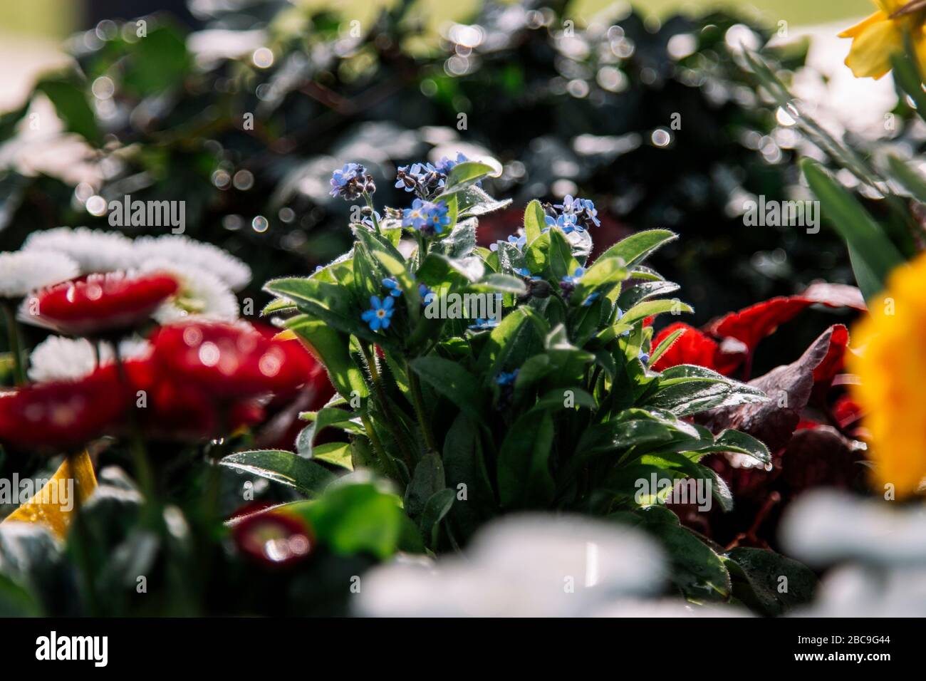 Feder, Blumenbeet, Detail, Stockfoto