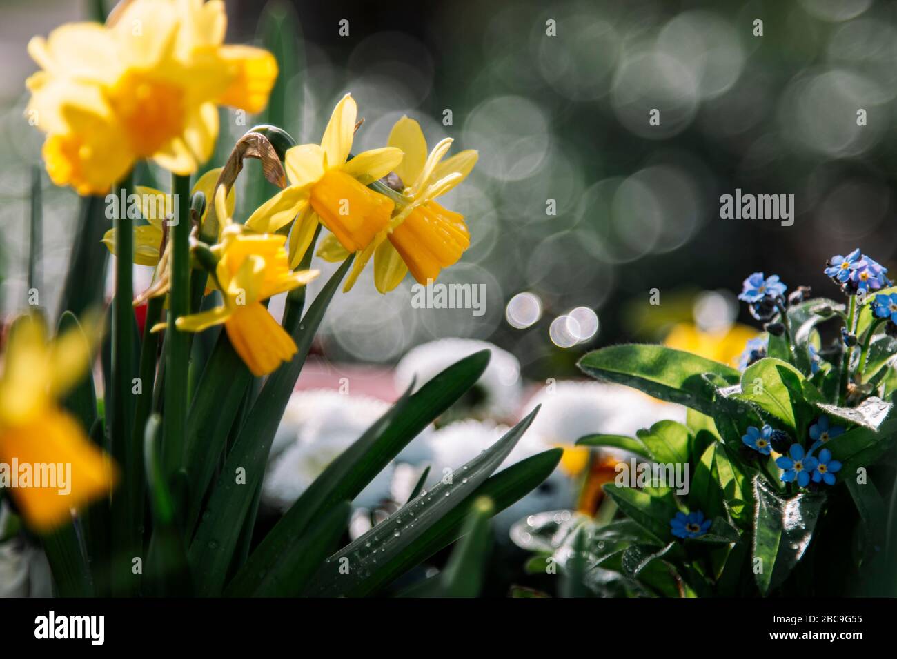 Feder, Blumenbeet, Detail, Stockfoto