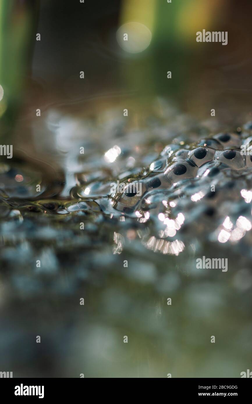 Tadpole, Entwicklungsstufe Stockfoto