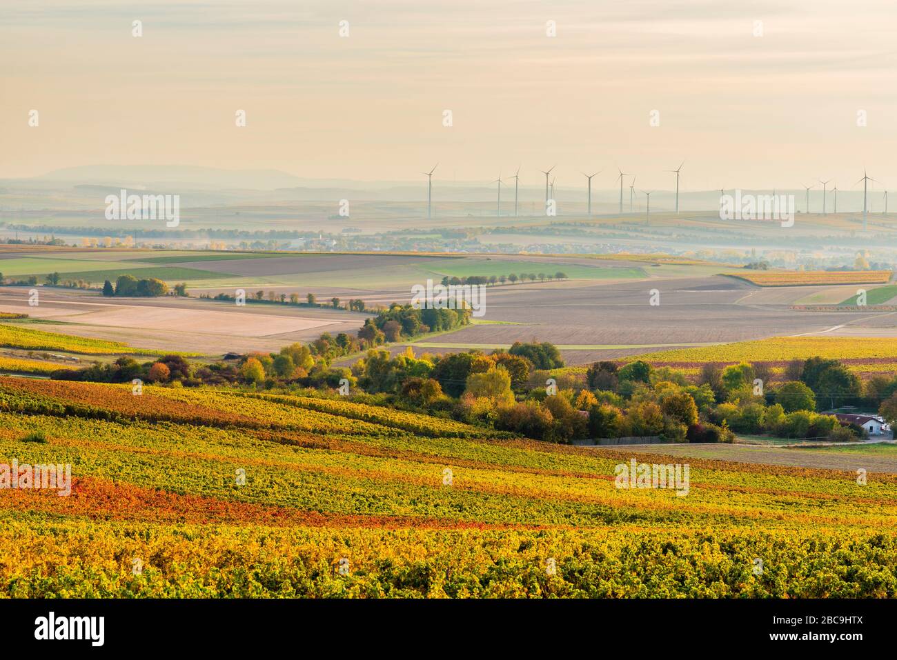 Goldener Oktober in Rheinhessen, Weinanbau im Hügelland bei Vendersheim, Stockfoto