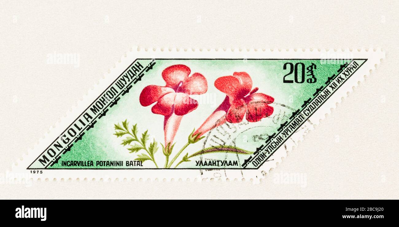 SEATTLE WASHINGTON - 2. April 2020: Nahaufnahme der mongolischen Briefmarke mit chinesischer Trumpet Blume, Incarvillea potaninii Batal, einer Heilpflanze. Stockfoto