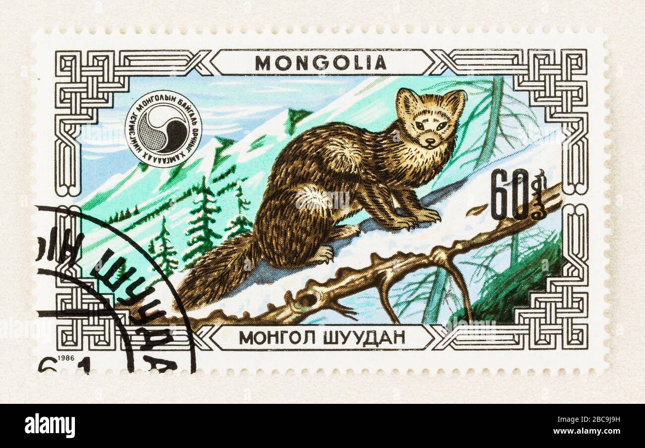 SEATTLE WASHINGTON - 2. April 2020: Nahaufnahme der mongolischen Briefmarke mit Sable zum Gedenken an den Tierschutz. Scott # 1513. Stockfoto
