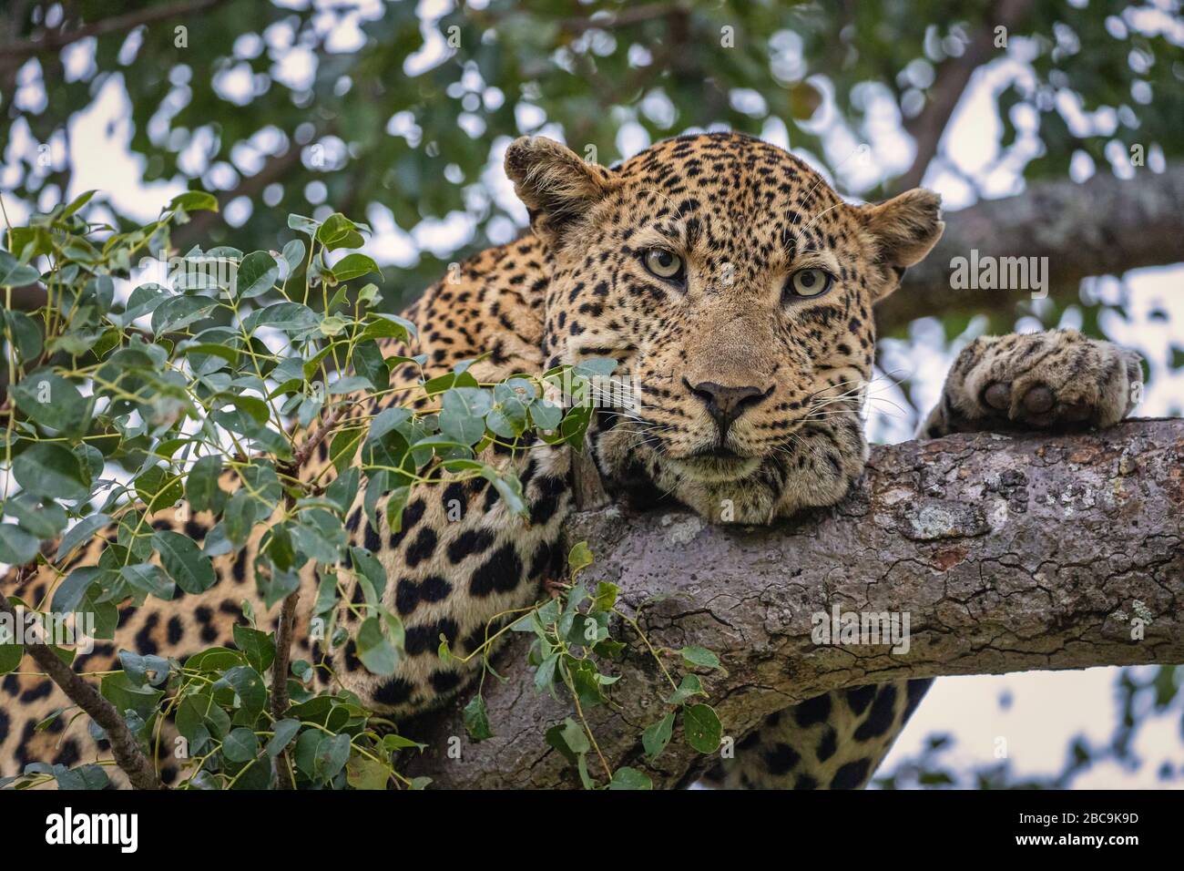 Leopard ruht in einem Baum in Südafrikas Nationalparks Stockfoto
