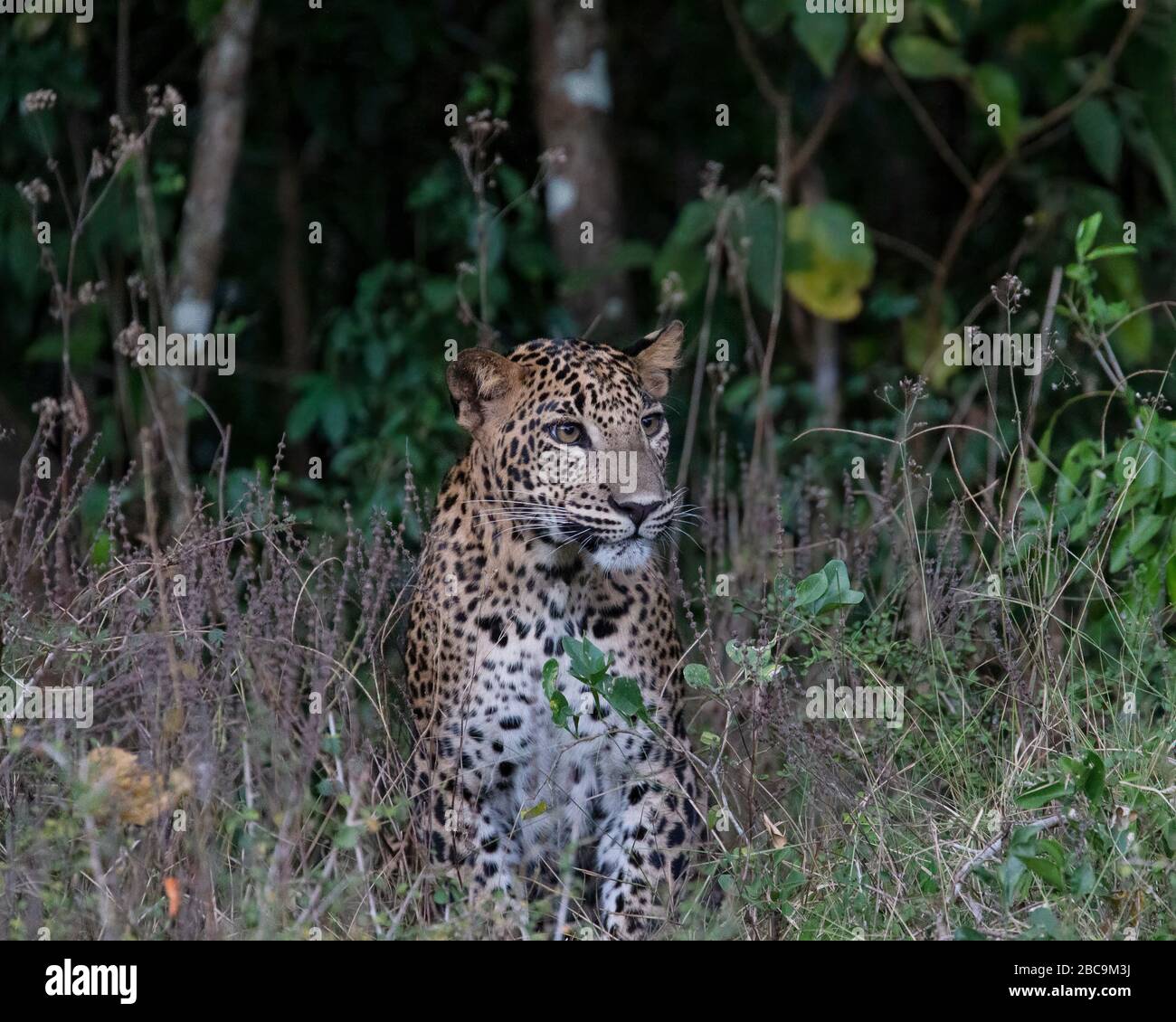 Sri-Lanka-Leopard Stockfoto
