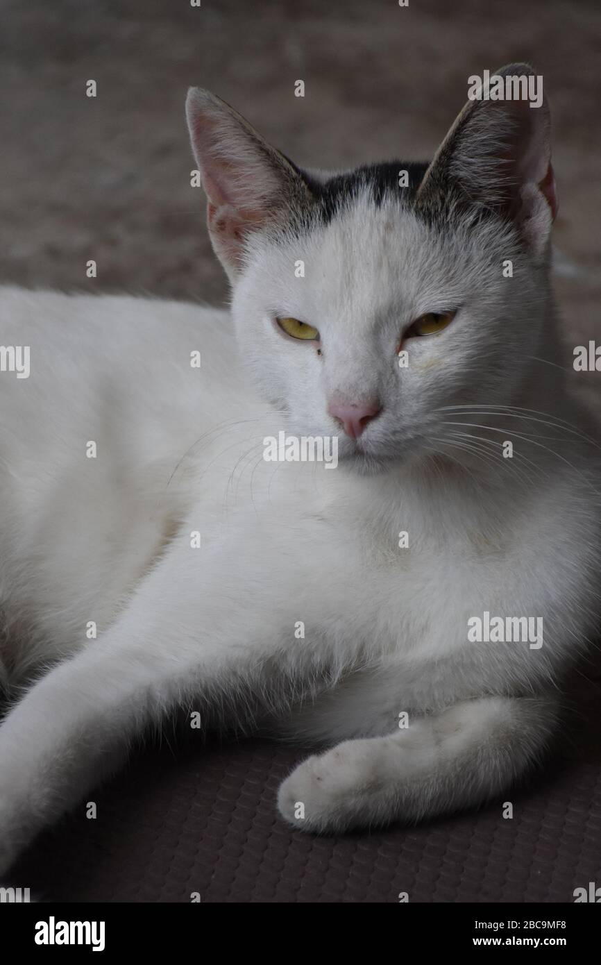 Die Katze liegt auf dem Boden und sieht mit ihren gelben Augen entspannt davor aus Stockfoto