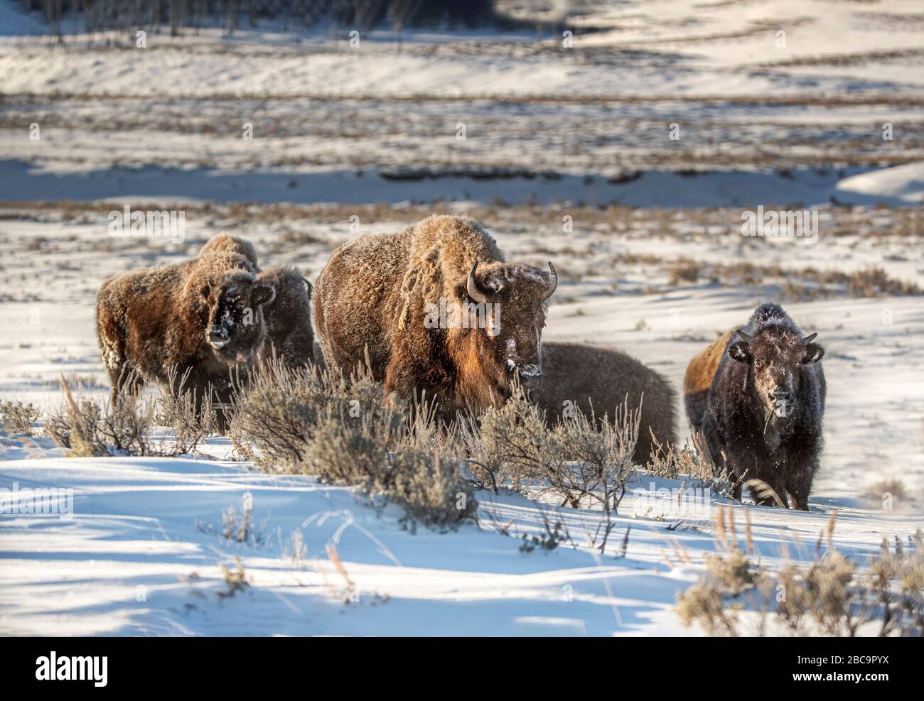 American Bison überwintert im Yellowstone Stockfoto