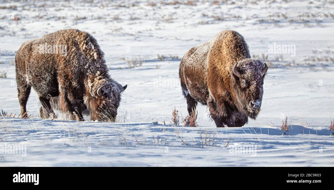 American Bison überwintert im Yellowstone Stockfoto