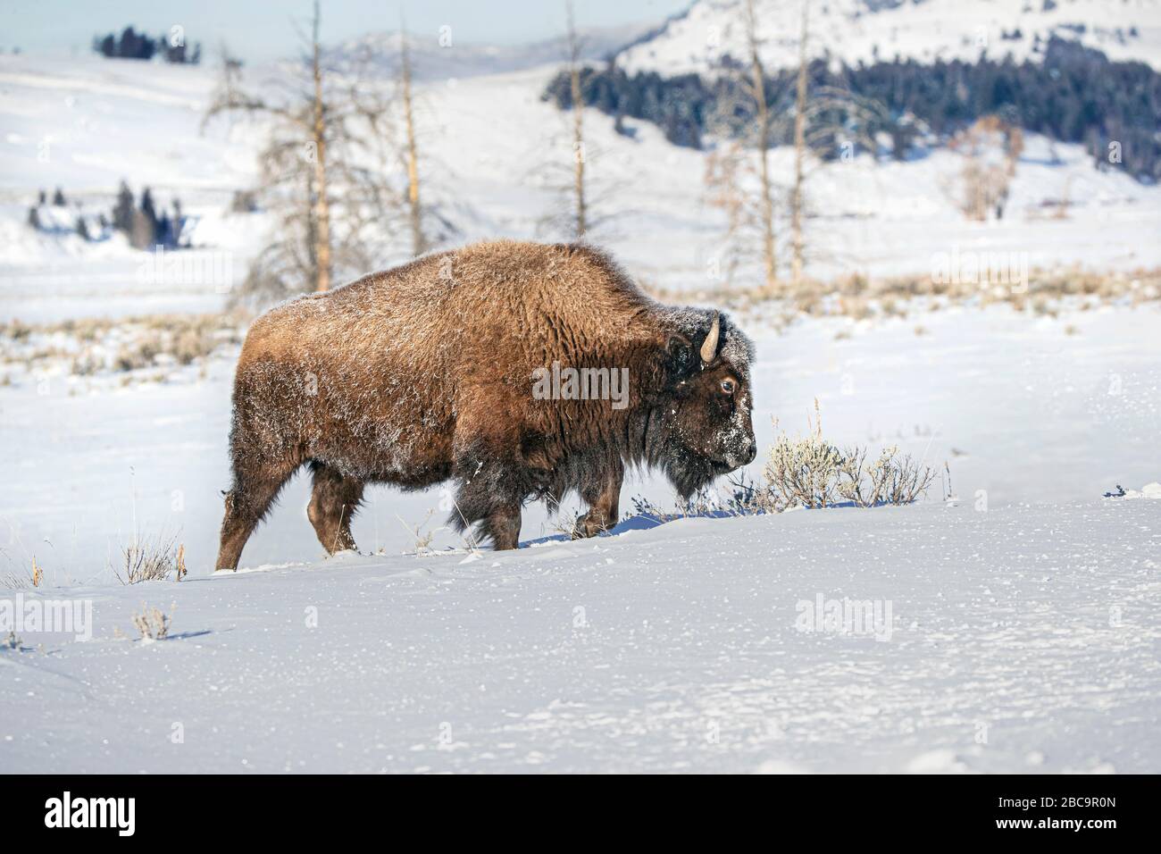 American Bison überwintert im Yellowstone Stockfoto