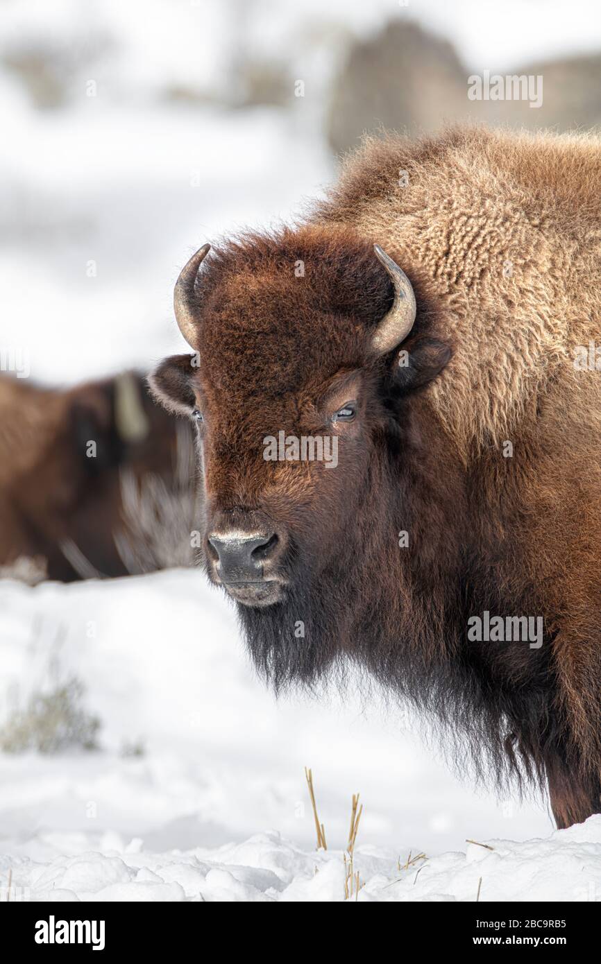 American Bison überwintert im Yellowstone Stockfoto