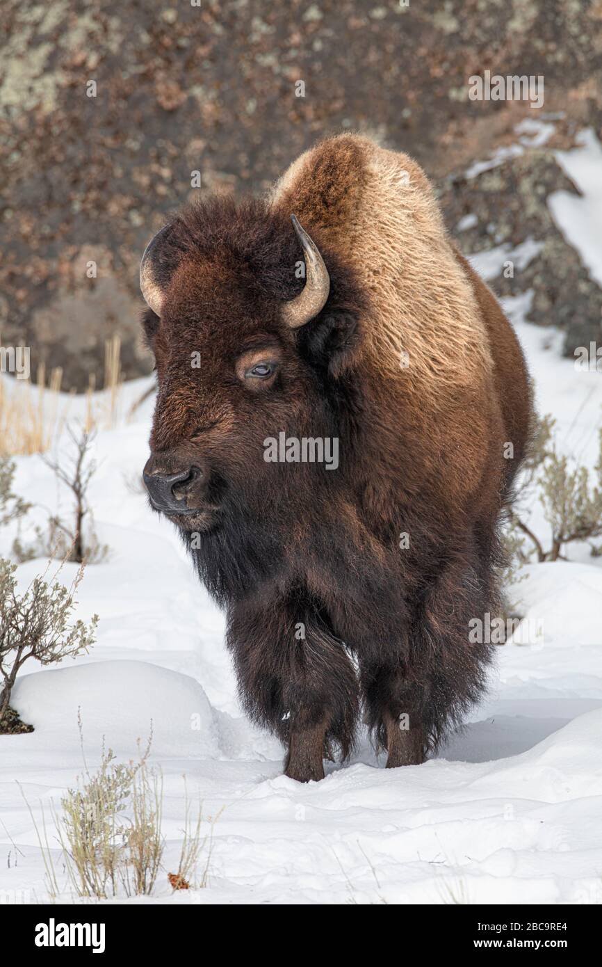 American Bison überwintert im Yellowstone Stockfoto