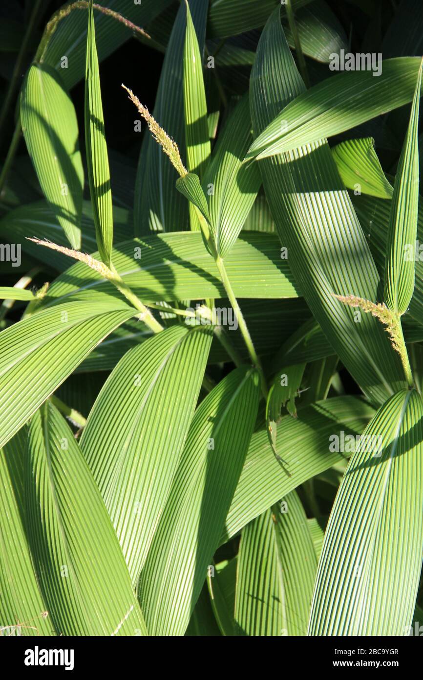 Palmengras (Seteria palmifolia) Stockfoto