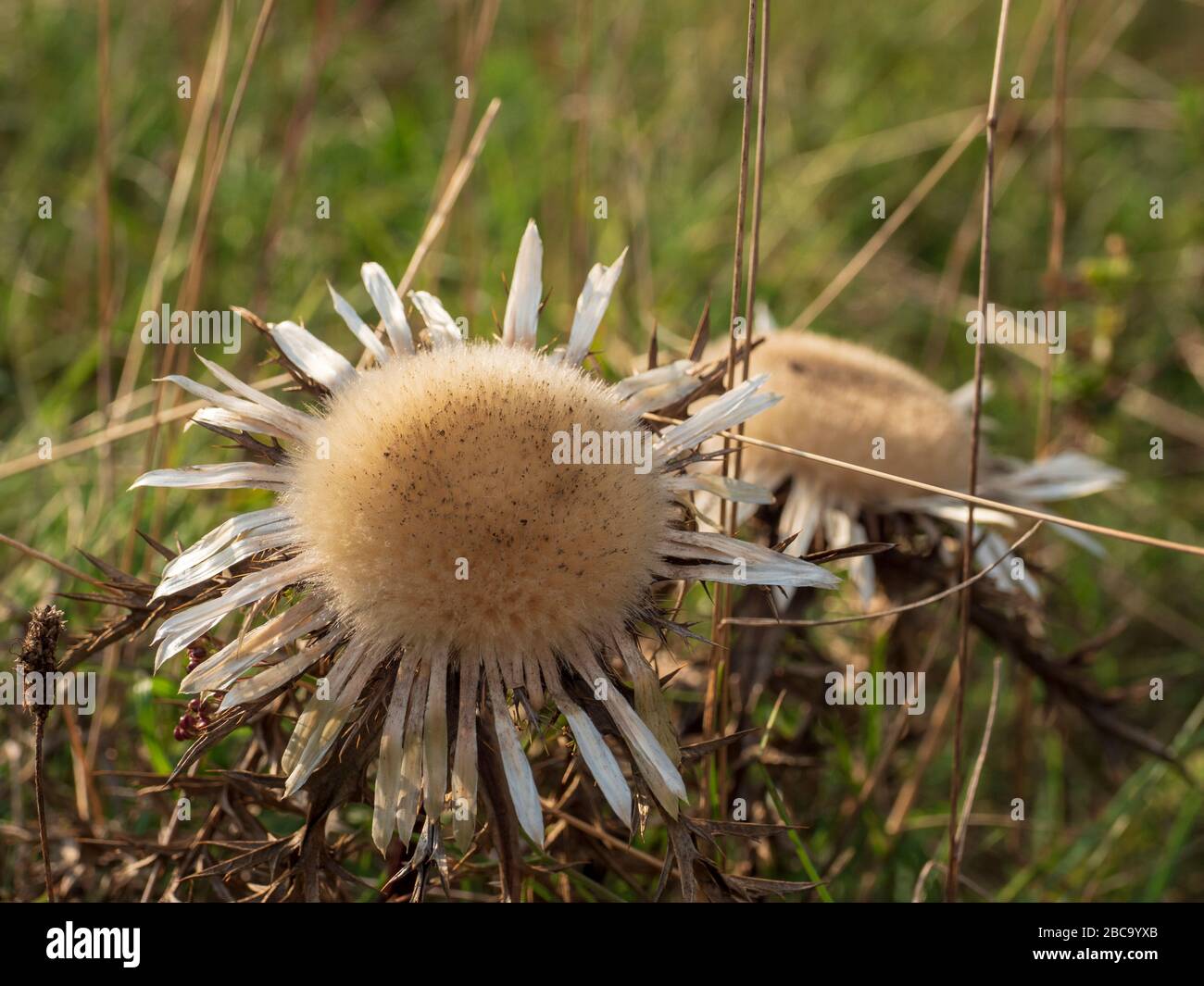 Silberdistel Thistle auf dem Bockberg bei Harburg, Franken, Bayern, Deutschland Stockfoto