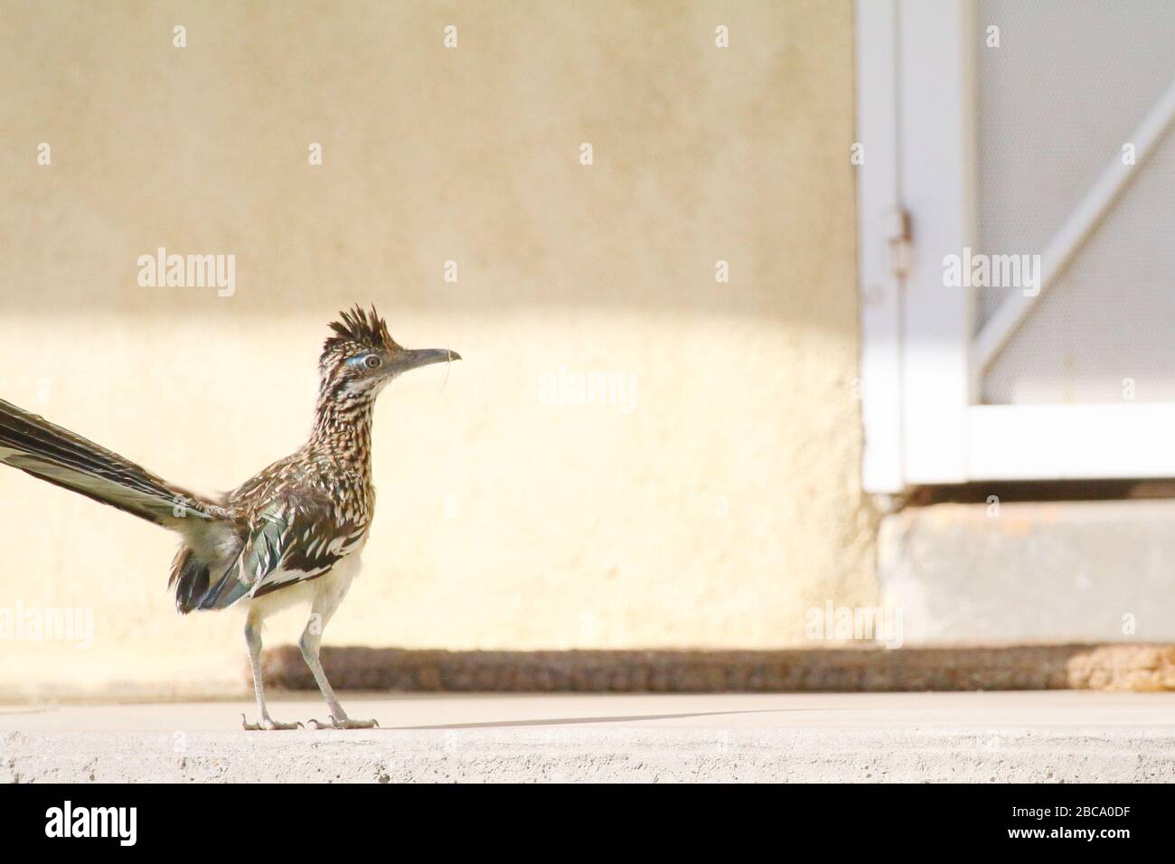 Greater Roadrunner, Geococcyx californianus, im Garten einer Stadt in New Mexico Stockfoto