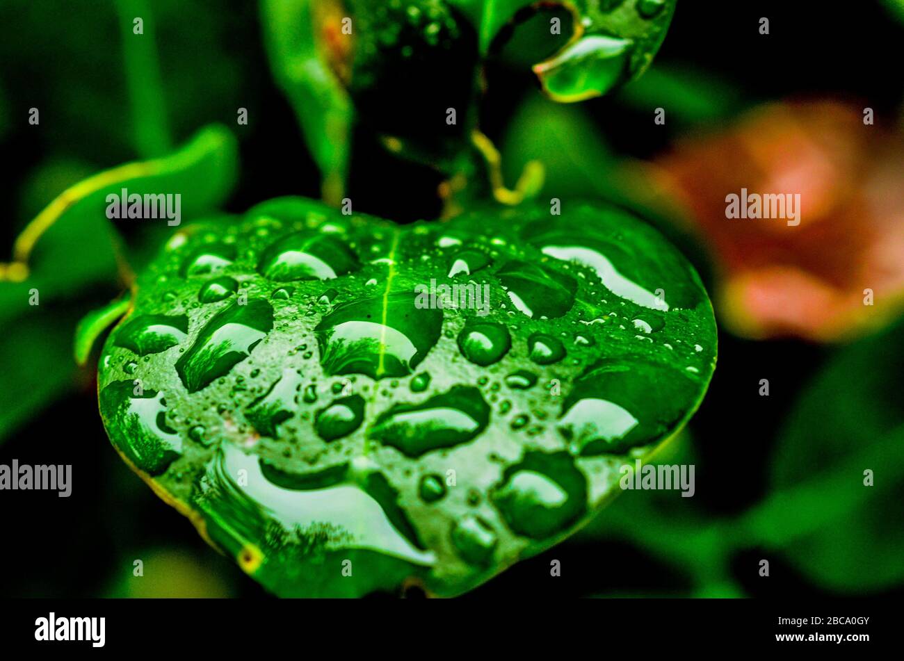 Ein grünes Blatt nach einem starken Regen. Detaillierte Wassertropfen auf dem Blatt. Stockfoto