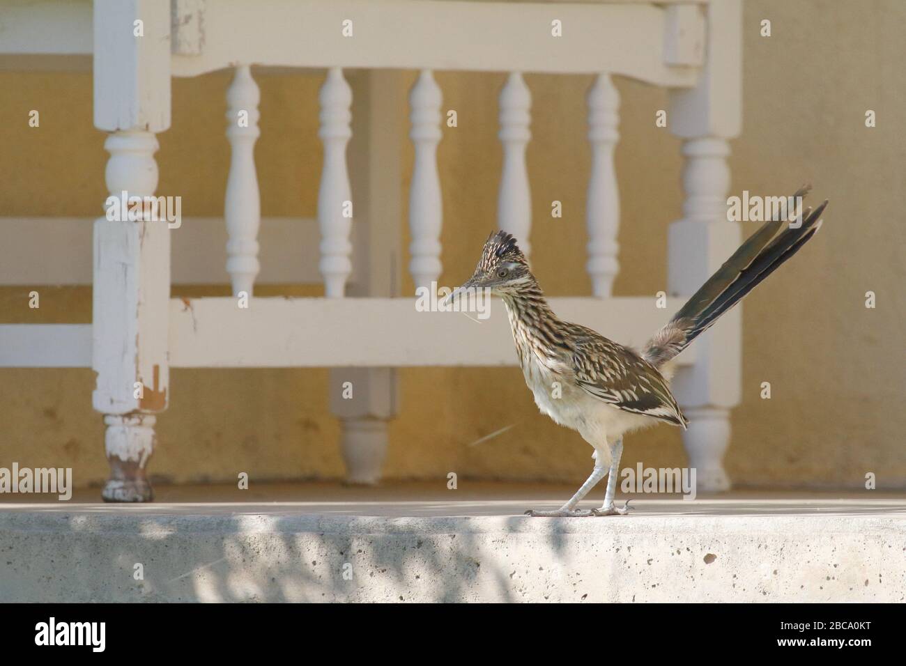 Greater Roadrunner, Geococcyx californianus, im Garten einer Stadt in New Mexico Stockfoto