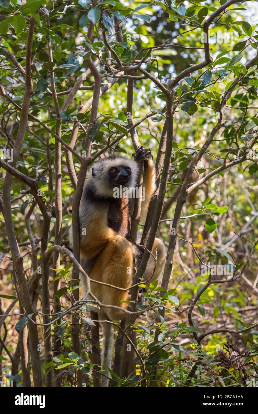 Afrika, Madagaskar, Andasibe. Vakona Forest Lodge, Vakona Reserve. Diademed Sifaka Lemur. Stockfoto