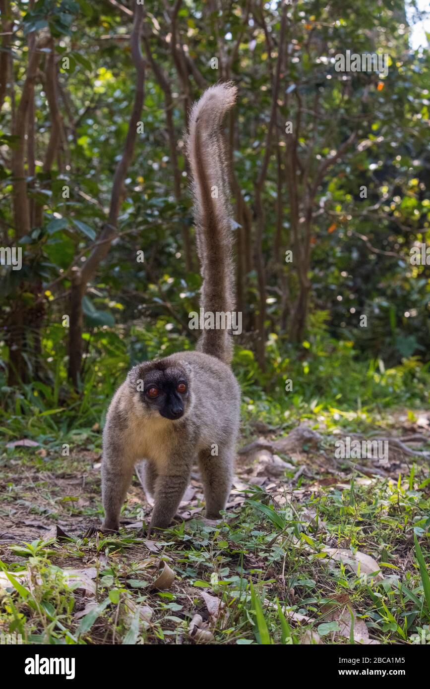 Afrika, Madagaskar, Vakona Forest Reserve, Lemur Island. Lemur. Stockfoto