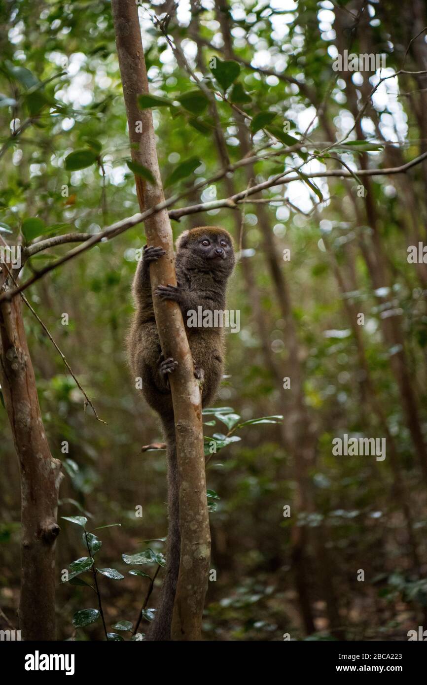 Afrika, Madagaskar, Vakona Forest Reserve. Bamboo Lemur auf Lemur Island. Stockfoto