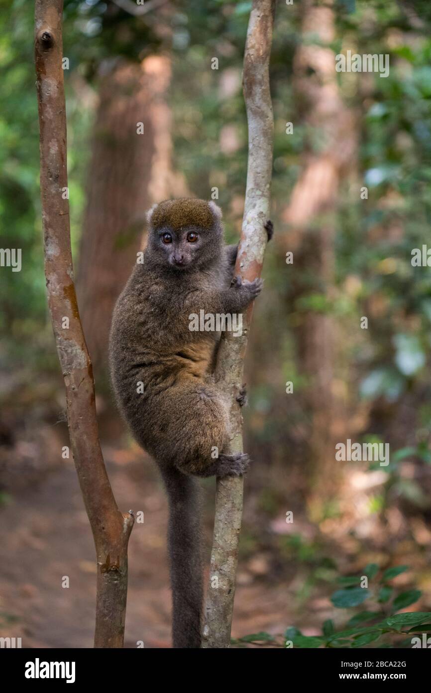 Afrika, Madagaskar, Vakona Forest Reserve. Bamboo Lemur auf Lemur Island. Stockfoto