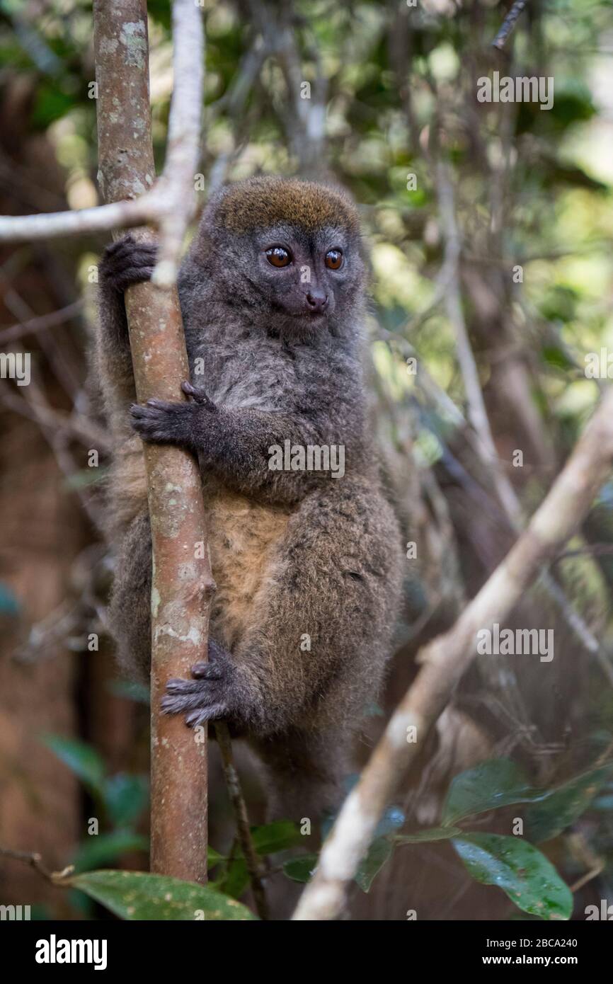 Afrika, Madagaskar, Vakona Forest Reserve. Bamboo Lemur auf Lemur Island. Stockfoto