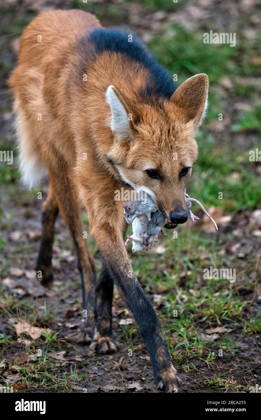 Der bewachsene Wolf Chrysocyon brachyurus läuft mit 3 gefangenen Ratten im Mund in Richtung Lair, Tierverhalten, gefangengehalten, Deutschland Stockfoto