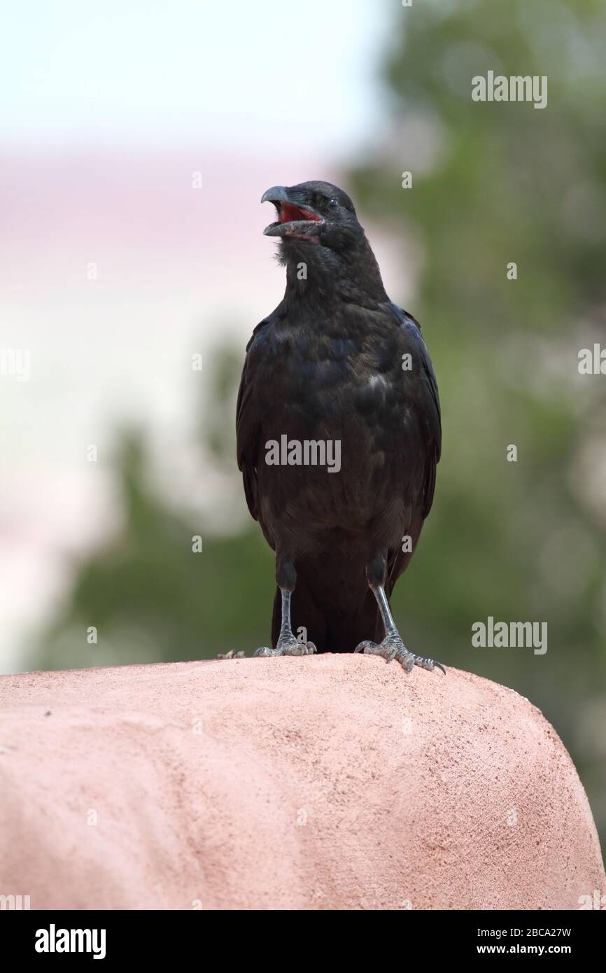 Der Rabe isst in einer Müllhalde Lebensmittelabfälle, die auf Plastiktüten verpackt sind Stockfoto