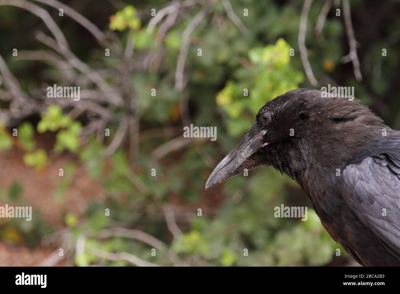 Der Rabe isst in einer Müllhalde Lebensmittelabfälle, die auf Plastiktüten verpackt sind Stockfoto